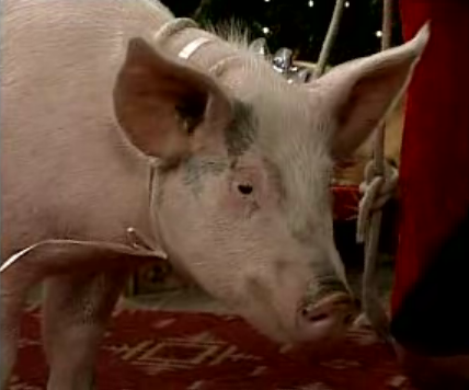 Pig Potty Blooper on Mad TV Christmas Sketch Pig Potty Blooper on Mad TV Christmas Sketch